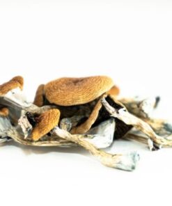 Brazilian Magic Mushrooms