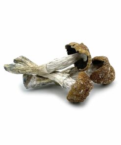 magic mushrooms for sale