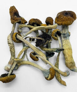 Malabar Magic Mushroom For Sale