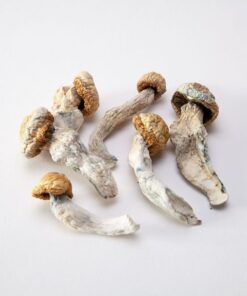 Penis Envy Magic Mushrooms